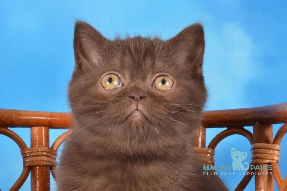 Tamila Scottish Straight female chocolate live animals