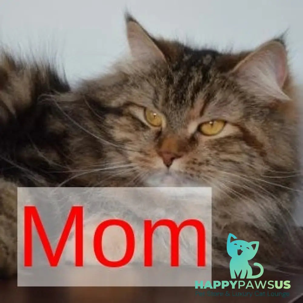 Tamina Siberian female black tortie tabby - live animals