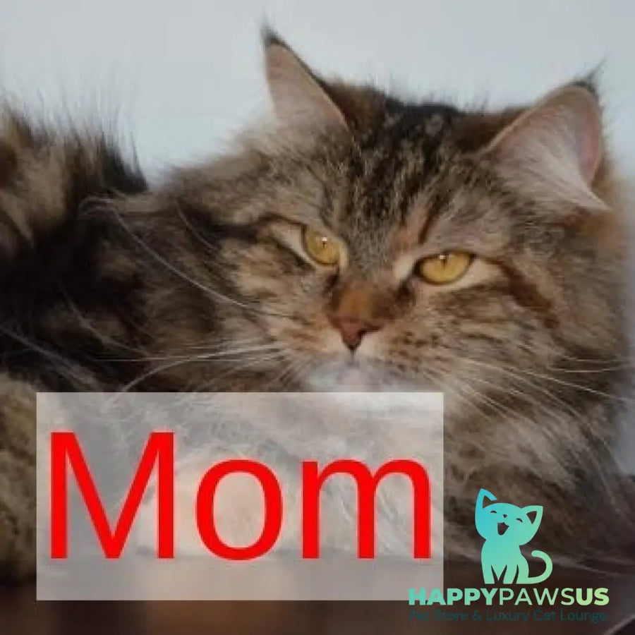Tamina Siberian female black tortie tabby - live animals