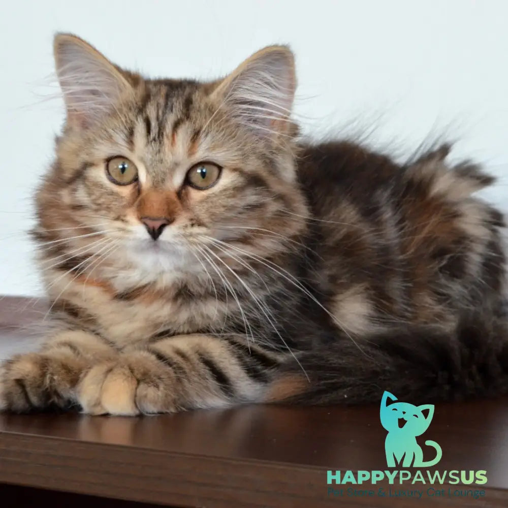 Tamina Siberian female black tortie tabby - live animals