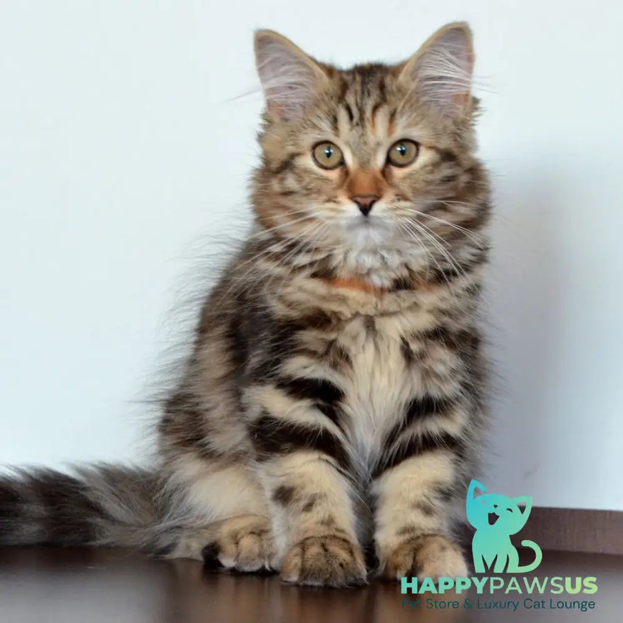 Tamina Siberian female black tortie tabby - live animals