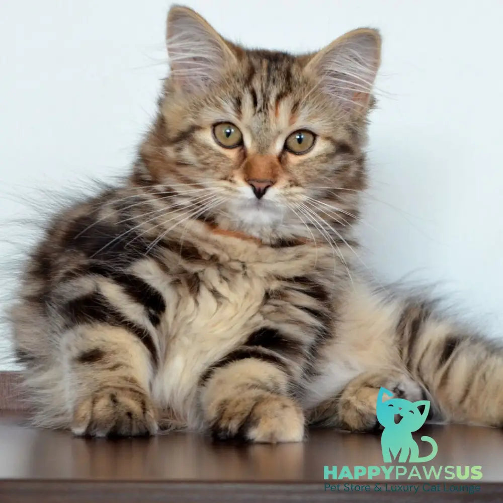 Tamina Siberian female black tortie tabby - live animals