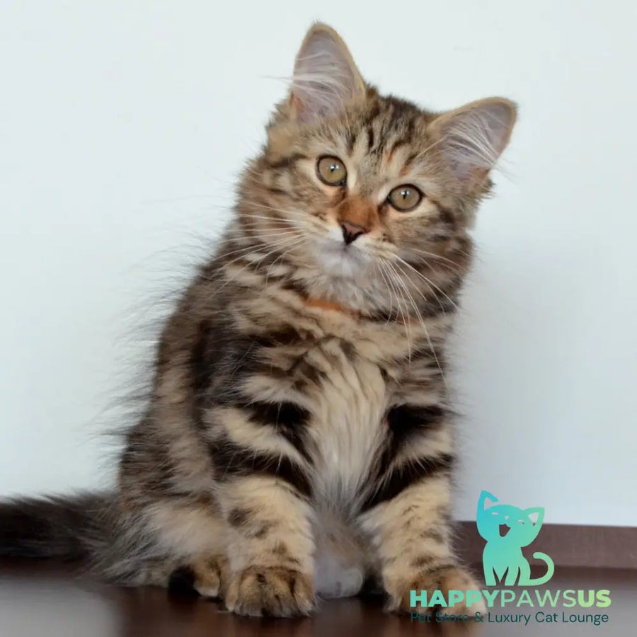 Tamina Siberian female black tortie tabby - live animals