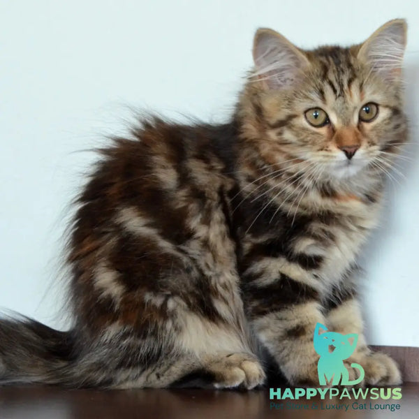 Tamina Siberian female black tortie tabby - live animals
