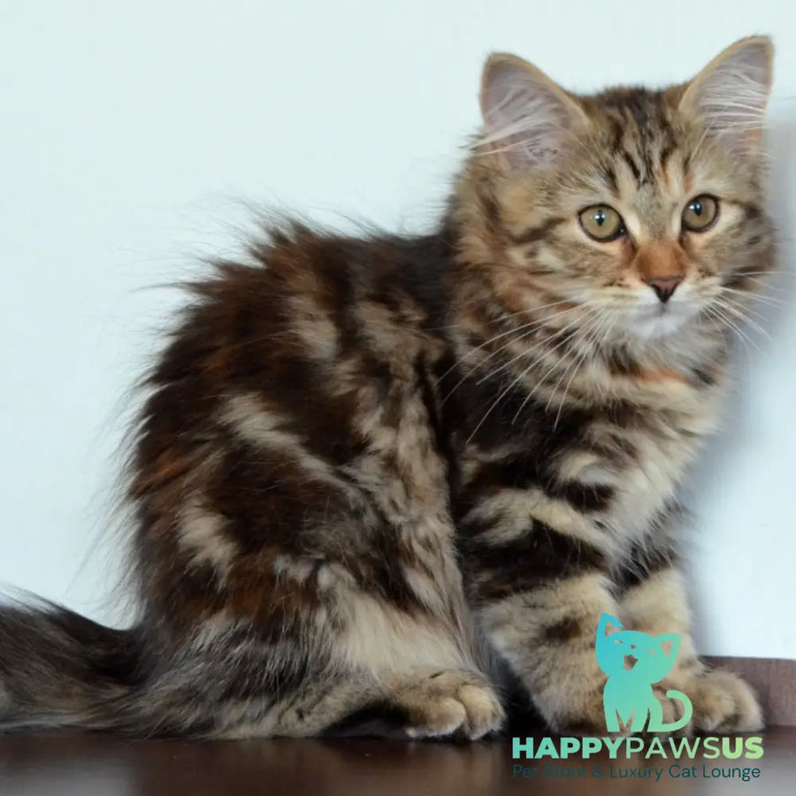 Tamina Siberian female black tortie tabby - live animals