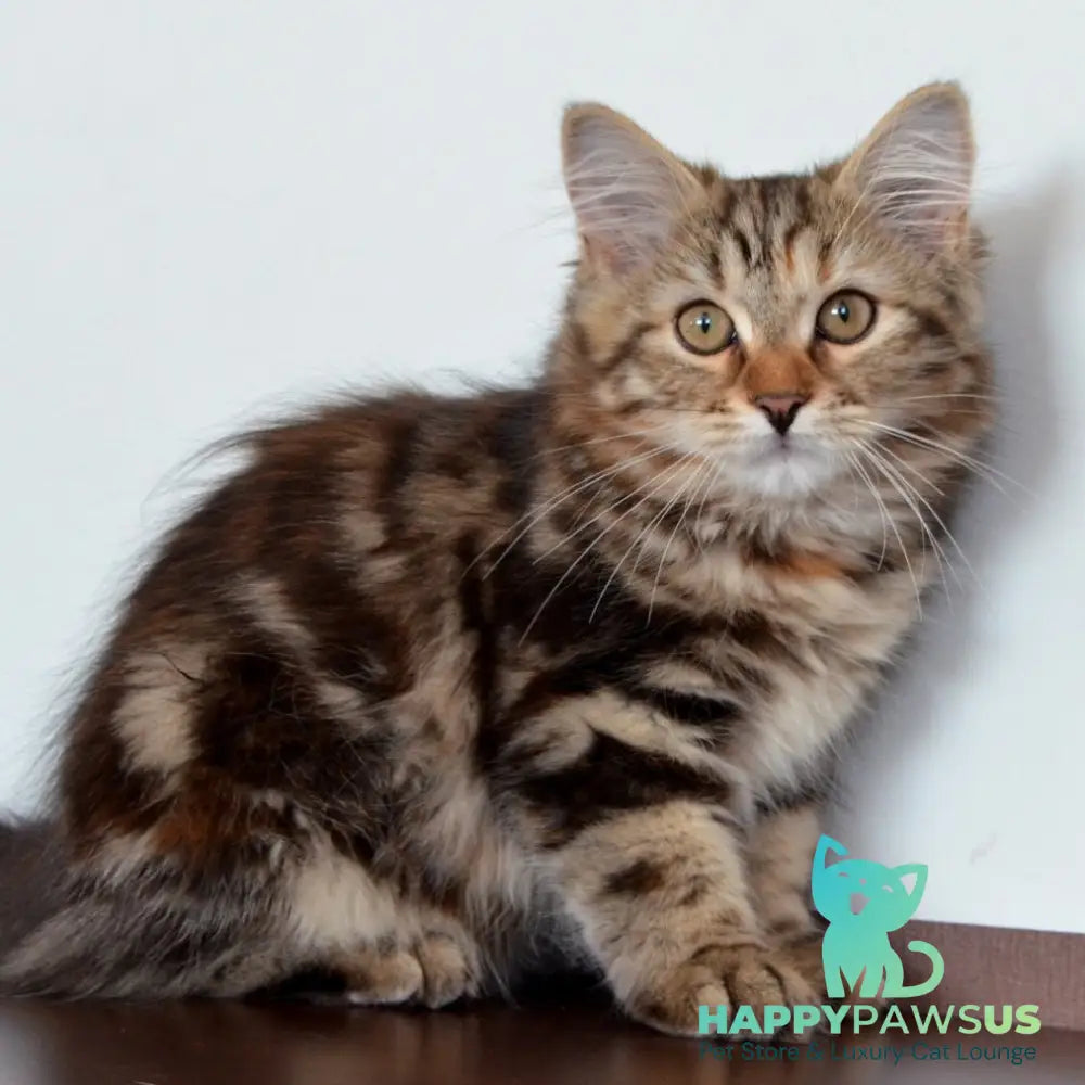 Tamina Siberian female black tortie tabby - live animals