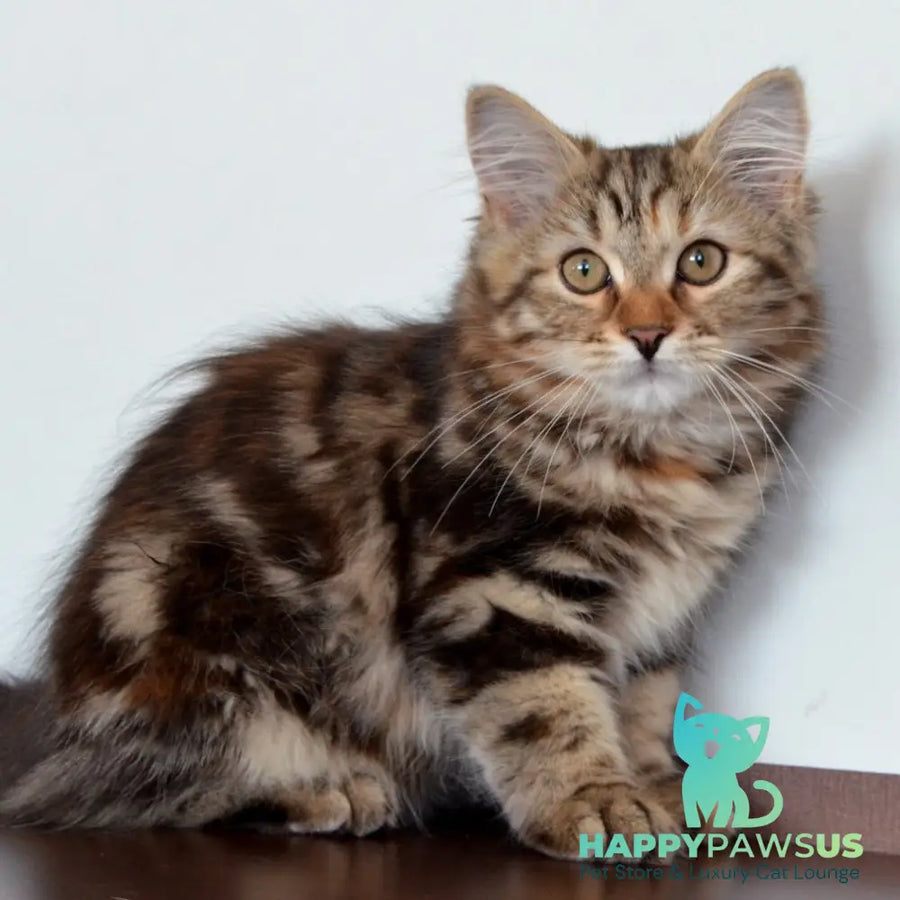 Tamina Siberian female black tortie tabby - live animals