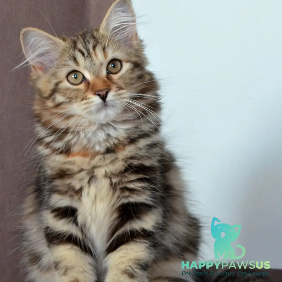 Tamina Siberian female black tortie tabby - live animals