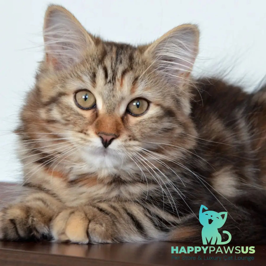 Tamina Siberian female black tortie tabby - live animals