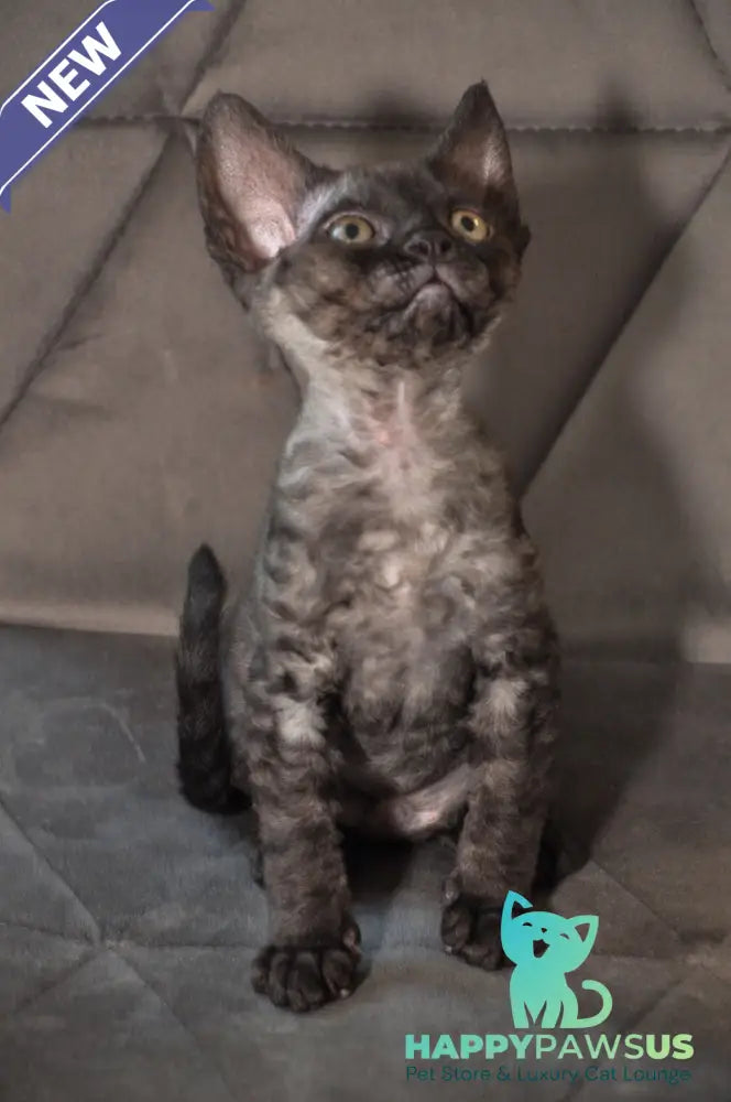 Tammy Devon Rex female black silver - live animals