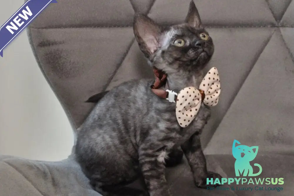 Tammy Devon Rex female black silver - live animals