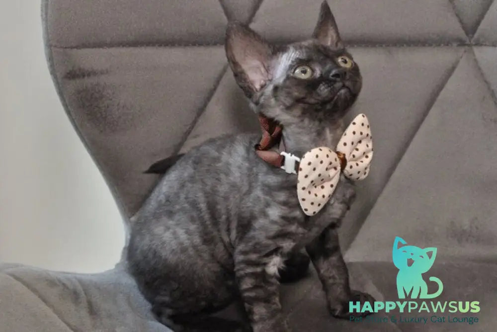 Tammy Devon Rex female black silver - live animals