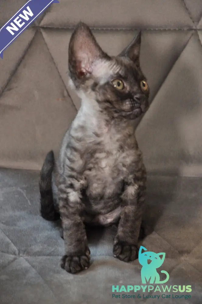 Tammy Devon Rex female black silver - live animals