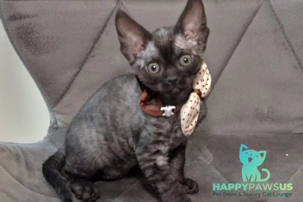 Tammy Devon Rex female black silver - live animals