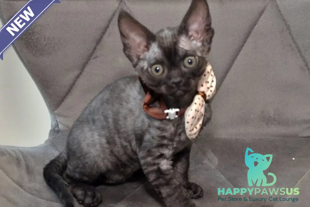 Tammy Devon Rex female black silver - live animals