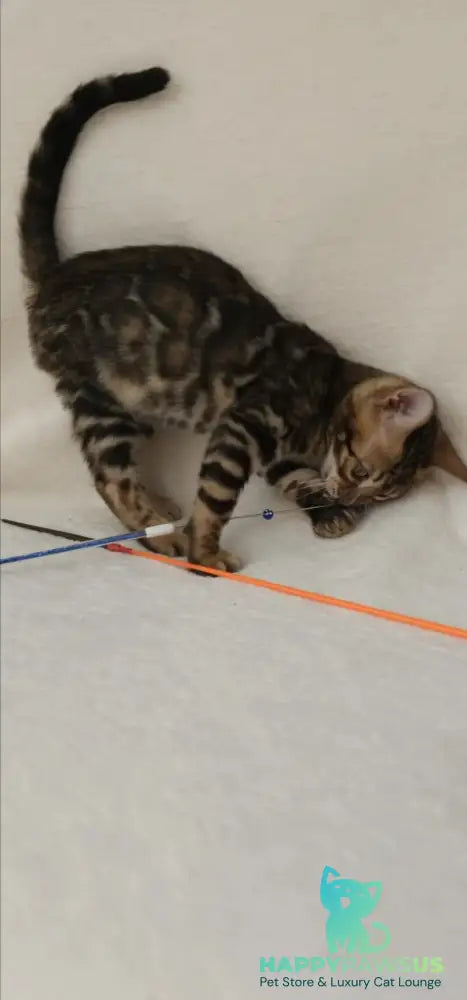 Tango Bengal male black spotted tabby - live animals