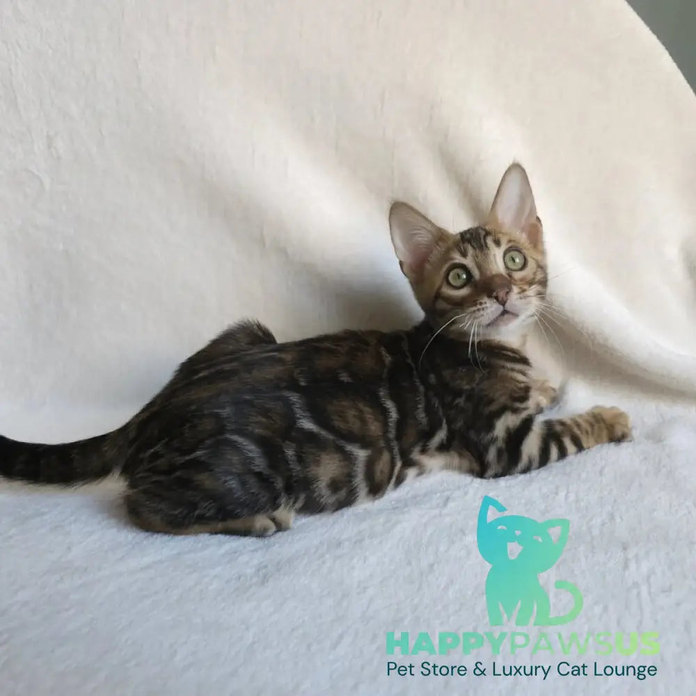 Тango Bengal male black spotted tabby - live animals