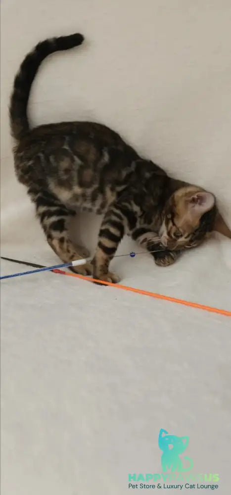 Тango Bengal male black spotted tabby - live animals