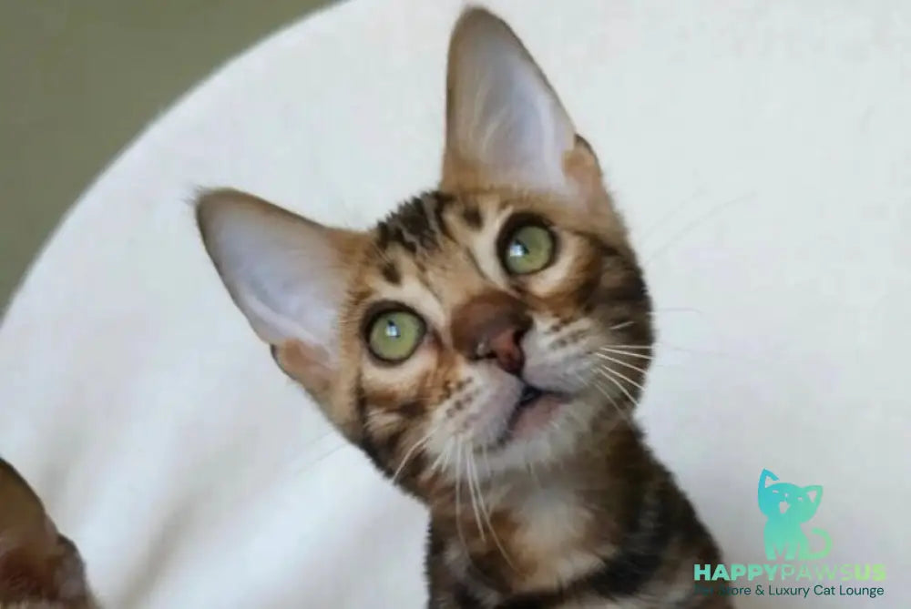 Тango Bengal male black spotted tabby - live animals