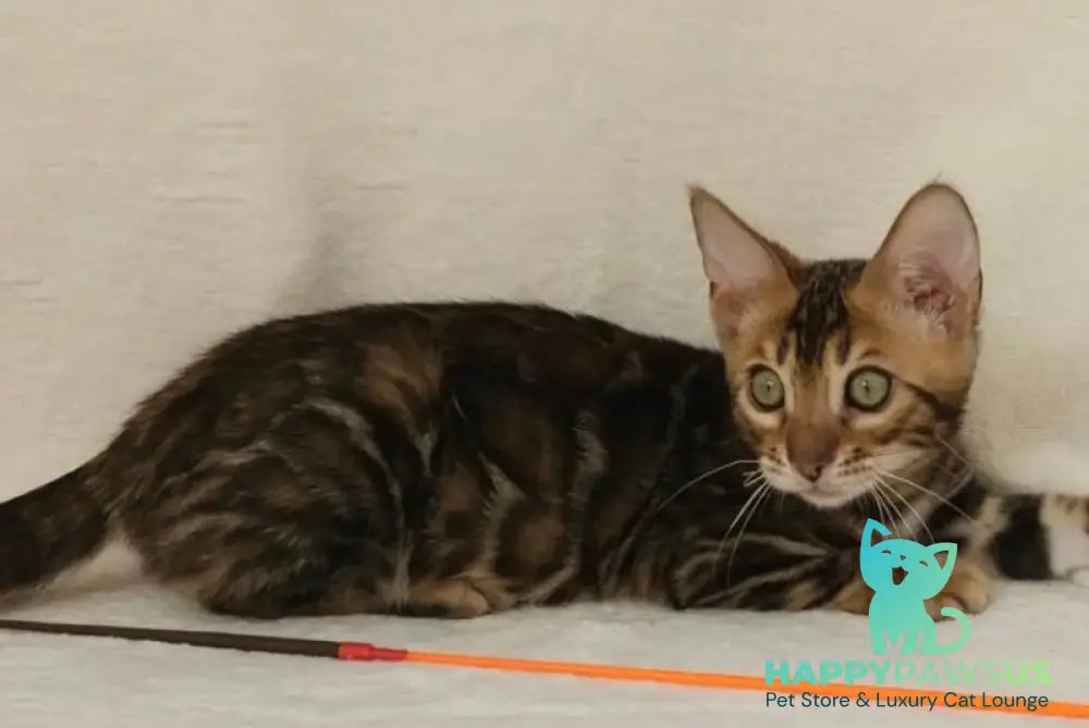 Tango Bengal male black spotted tabby - live animals