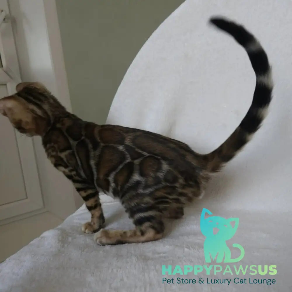 Tango Bengal male black spotted tabby - live animals