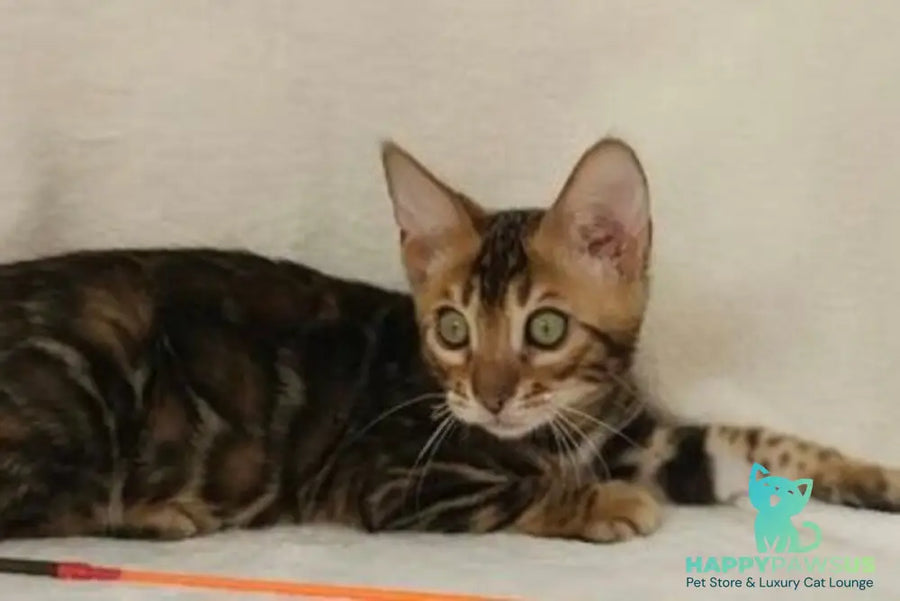 Тango Bengal male black spotted tabby - live animals