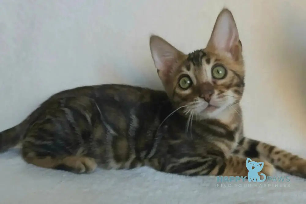 Tango Bengal male black spotted tabby - live animals