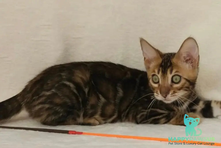 Tango Bengal male black spotted tabby - live animals