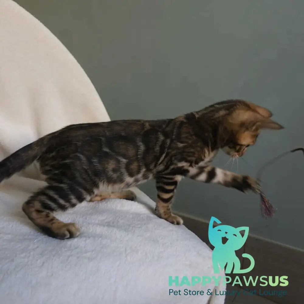 Тango Bengal male black spotted tabby - live animals