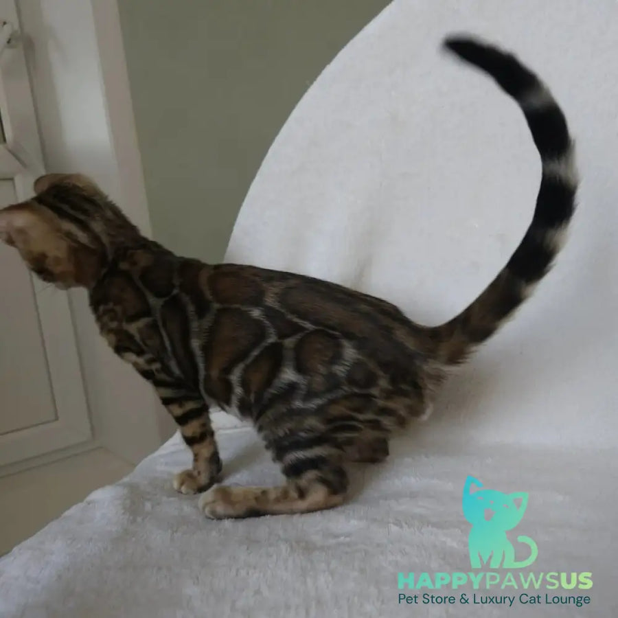Tango Bengal male black spotted tabby - live animals