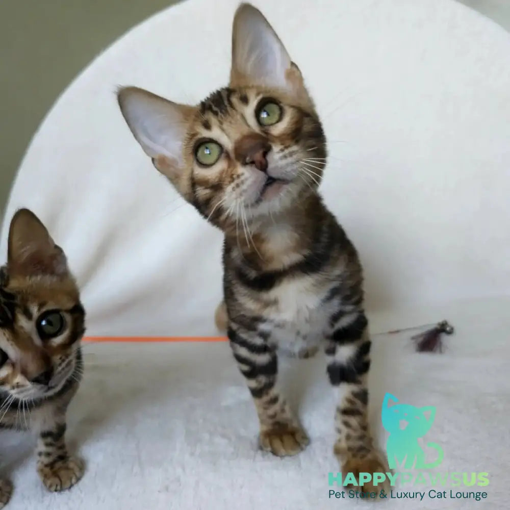 Tango Bengal male black spotted tabby - live animals