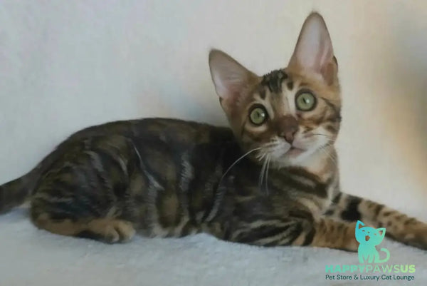 Tango Bengal male black spotted tabby - live animals
