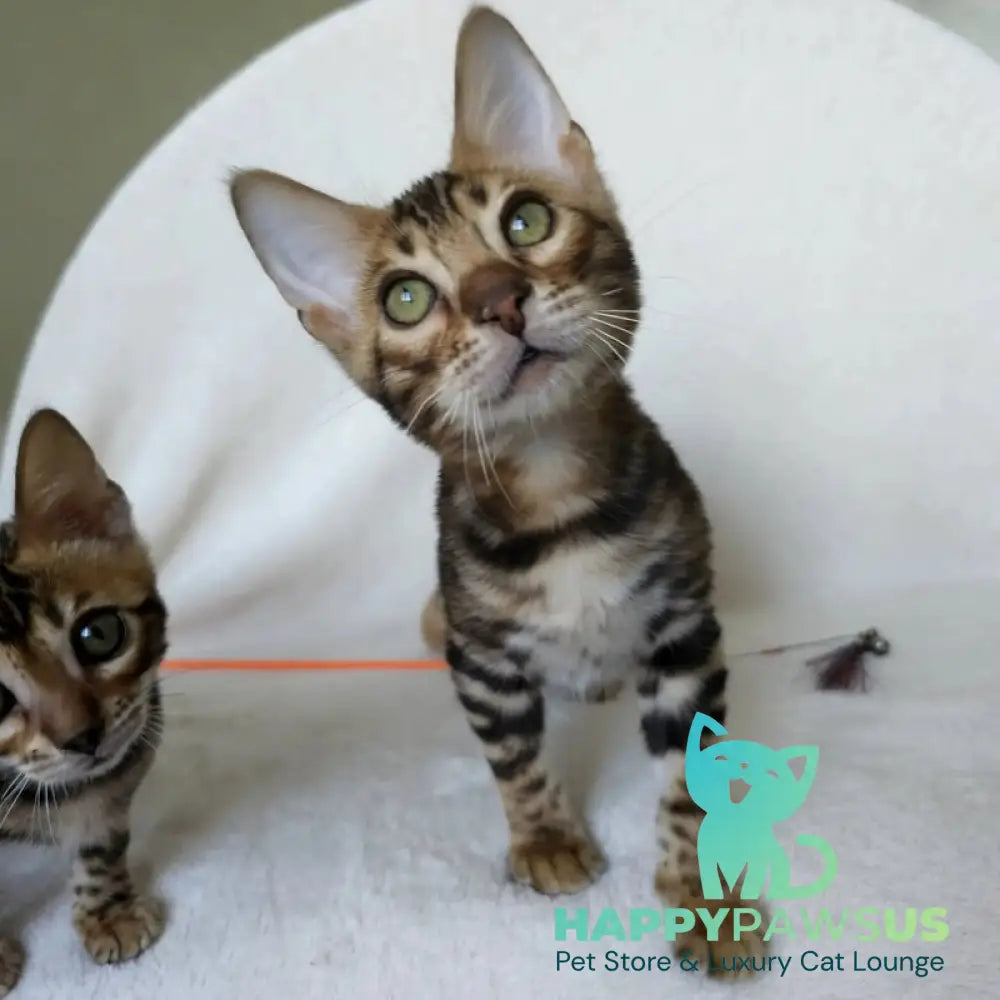 Tango Bengal male black spotted tabby - live animals