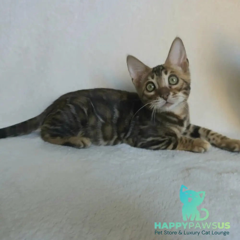 Тango Bengal male black spotted tabby - live animals