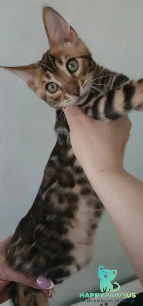 Tango Bengal male black spotted tabby - live animals