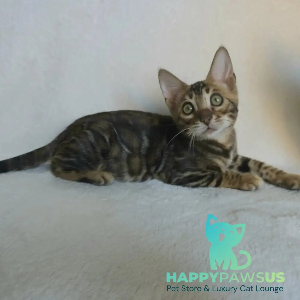 Тango Bengal male black spotted tabby - live animals