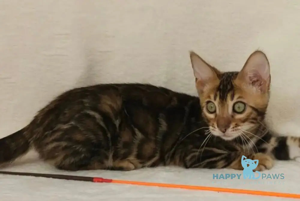 Tango Bengal male black spotted tabby - live animals