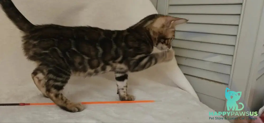 Tango Bengal male black spotted tabby - live animals