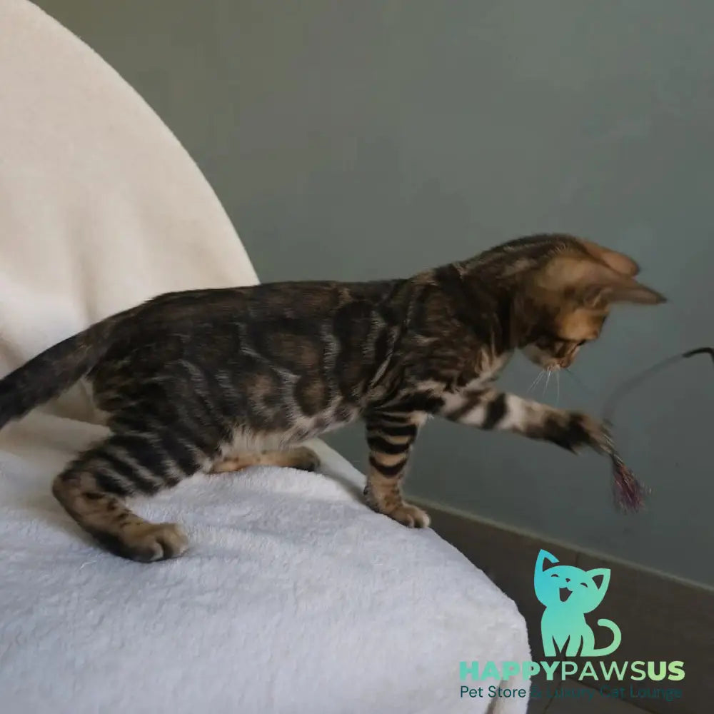 Tango Bengal male black spotted tabby - live animals