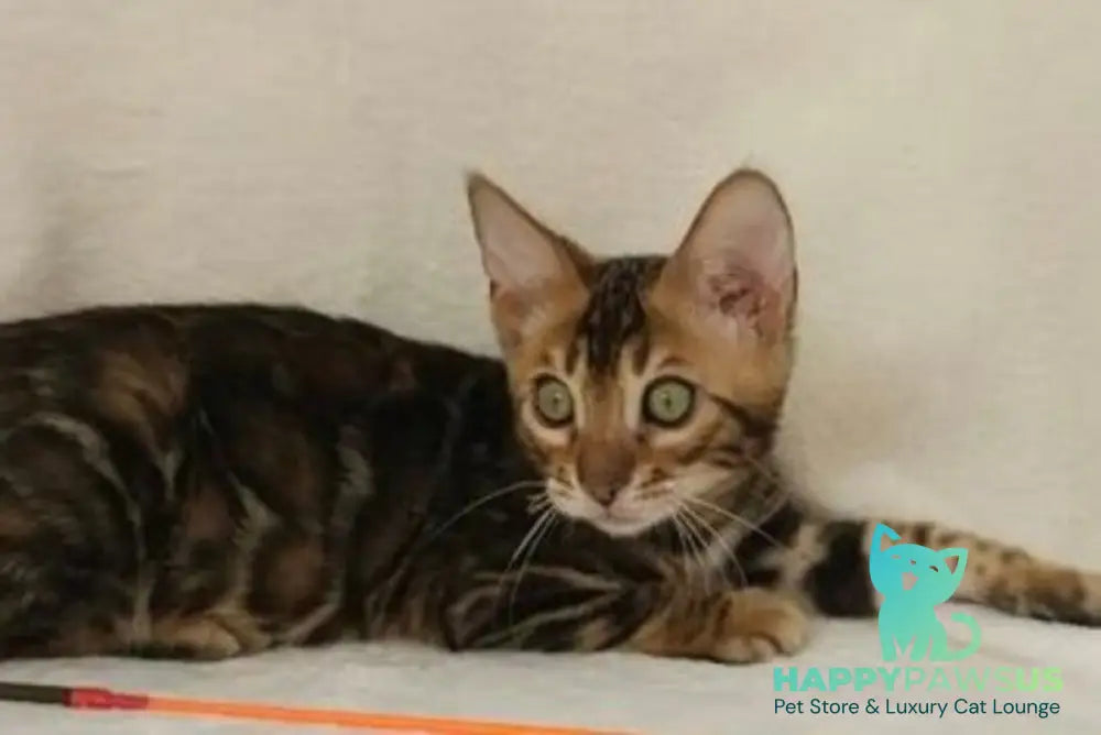 Тango Bengal male black spotted tabby - live animals