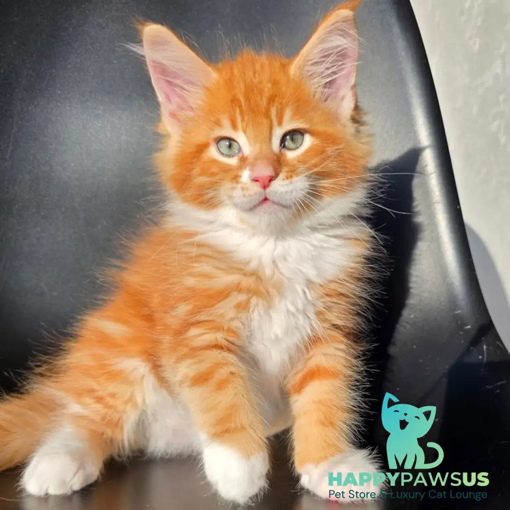 Tango Maine Coon male red bicolour - live animals