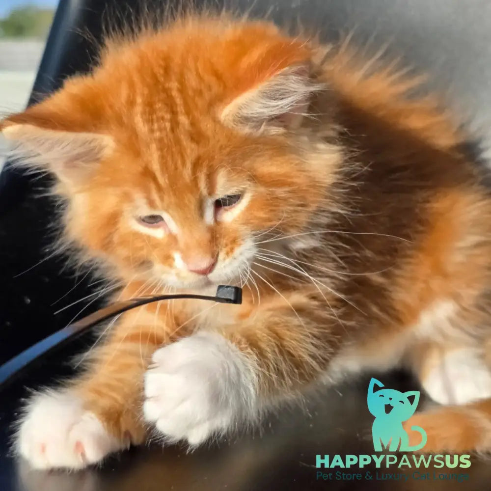 Tango Maine Coon male red bicolour - live animals