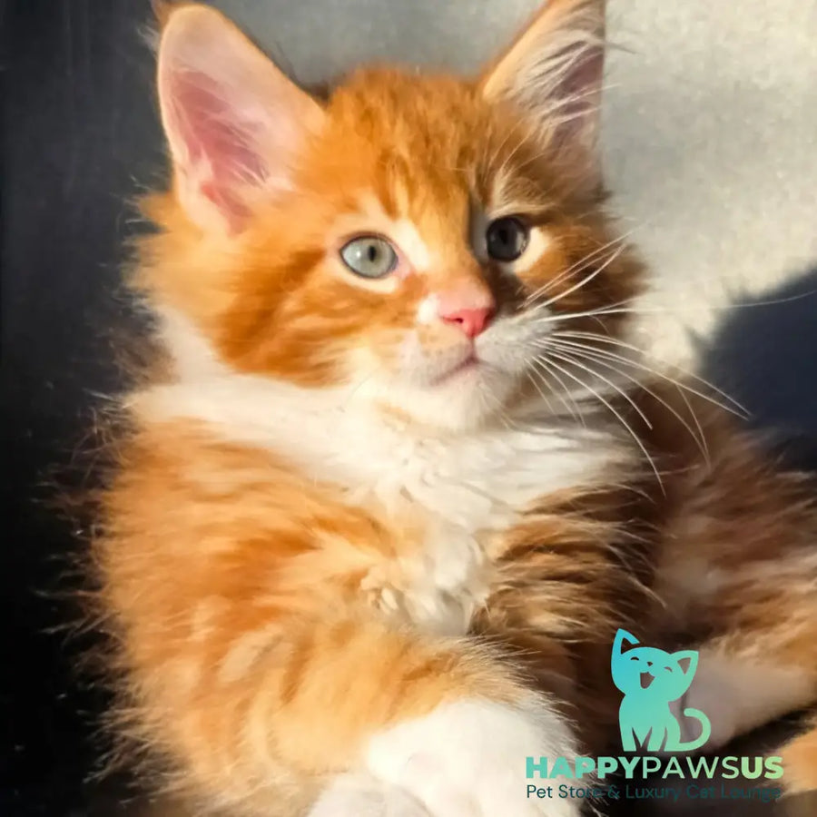 Tango Maine Coon male red bicolour - live animals