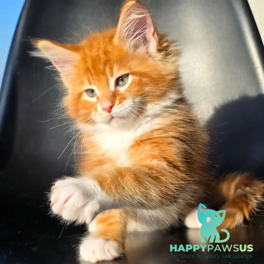 Tango Maine Coon male red bicolour - live animals