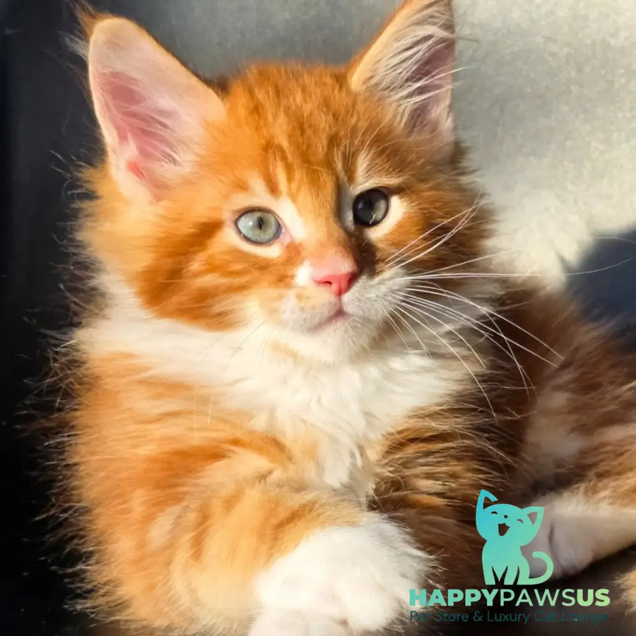 Tango Maine Coon male red bicolour - live animals