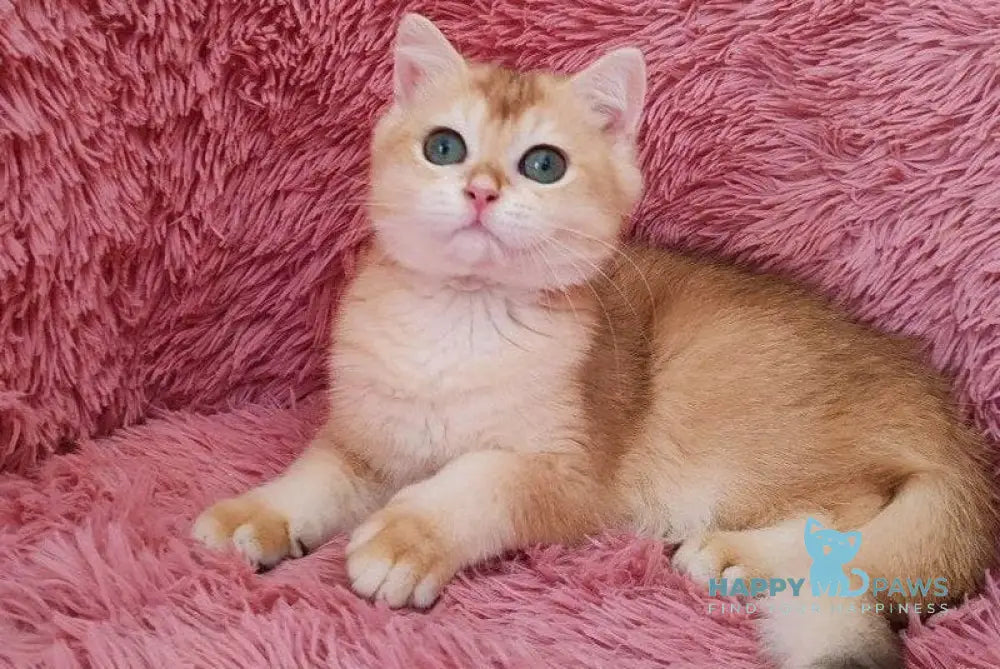 Taniс British Shorthair female black golden chinchilla live animals
