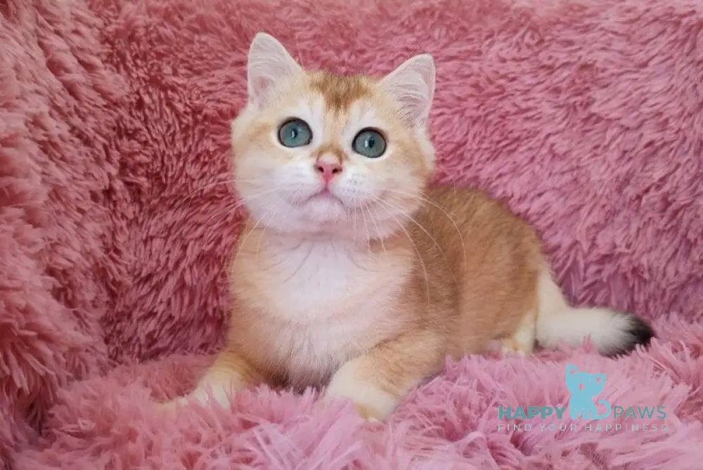 Taniс British Shorthair female black golden chinchilla live animals