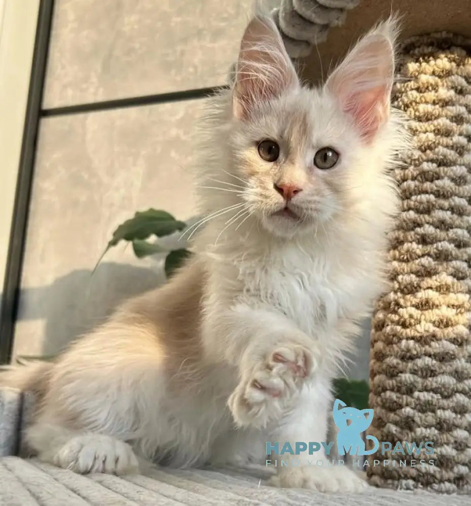 Tanos Maine Coon polydactyl male red silver live animals