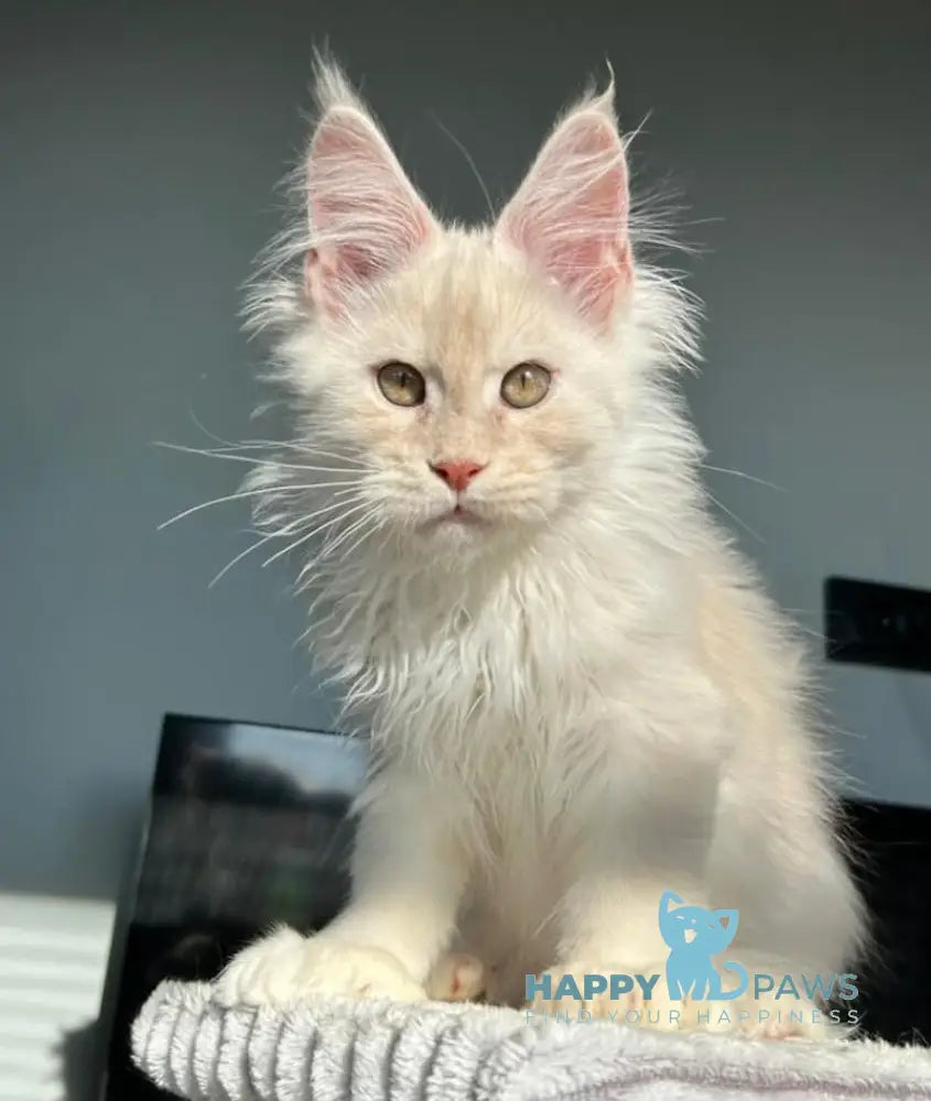 Tanos Maine Coon polydactyl male red silver live animals