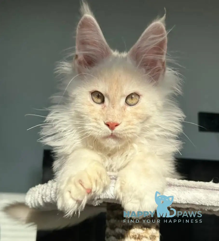 Tanos Maine Coon polydactyl male red silver live animals